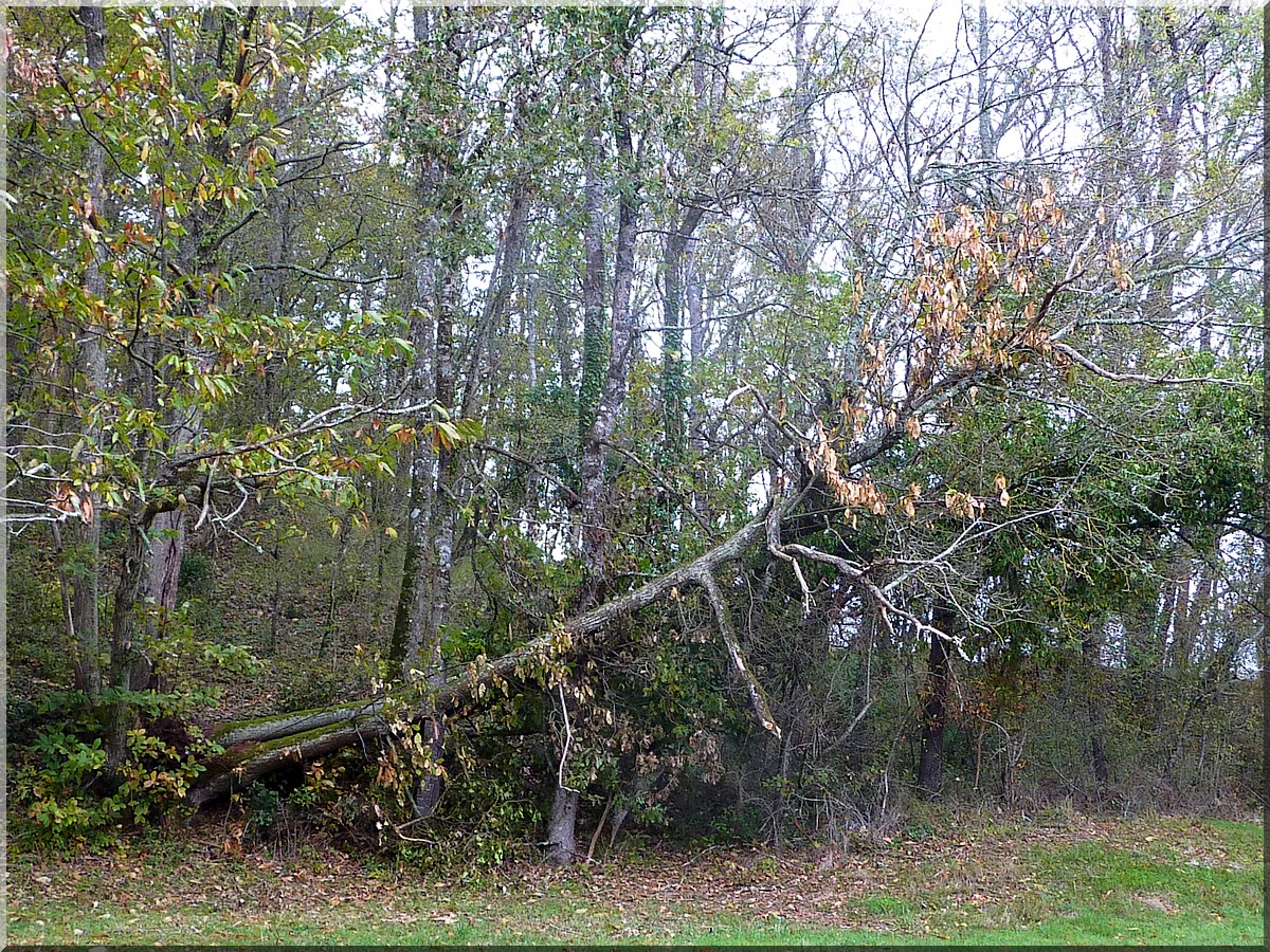 arbre couché